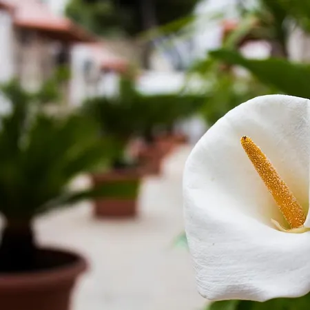 I Giardini Di Edicart Apartament