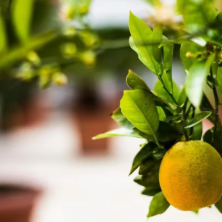 شقة I Giardini Di Edicart باري