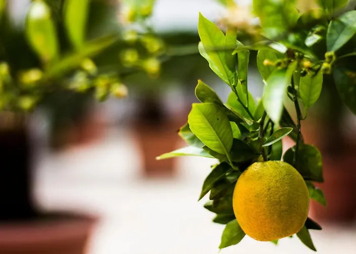 Appartement I Giardini Di Edicart Bari